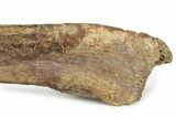 Fossil Hadrosaur (Edmontosaurus) Left Ulna - Wyoming #233787-6